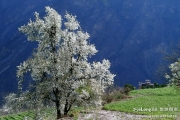 春天是去甘孜州旅行的好季节