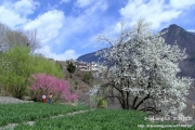 春天是去甘孜州旅行的好季节
