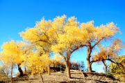 沙漠的生命之魂  金秋金色白杨林
